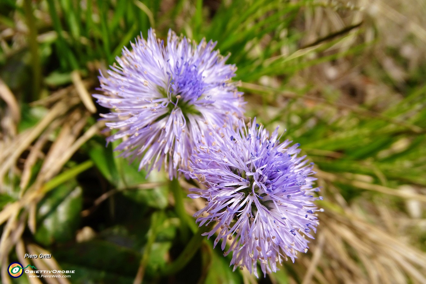 79 Vedovella celeste (Globularia cordifolia).JPG